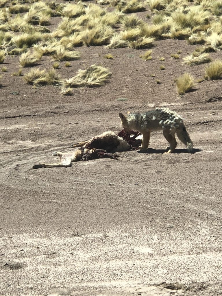 Deserto do Atacama - Raposa com sua caça